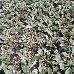Dichondra Silver Falls. Perrenial ground cover