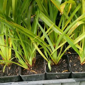 25 x Carex comans Green - The GardenZone online plant website