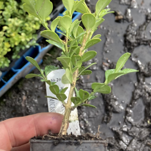 Buxus Microphylla Japanese Buxus