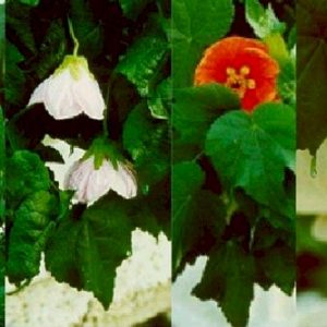 Abutilon flower colours