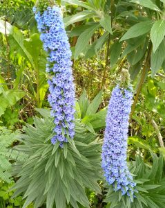 Echium fastuosum / Pride of Madeira