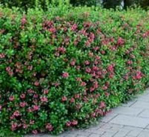 Escalonia Apple Blossom