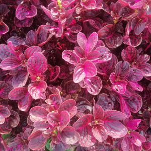 Iresine herbstii; Red Blood Leaf Plant