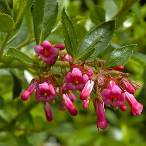 Escallonia Red