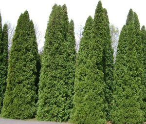 Thuja occidentalis 'Pyramidalis' 