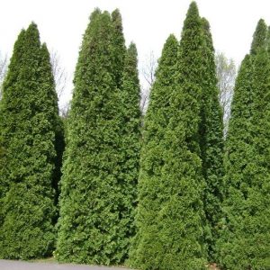 Thuja occidentalis 'Pyramidalis'