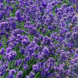 Lavandula angustifolia Hidcote