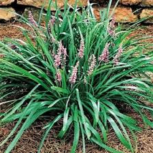 Liriope muscari Samantha