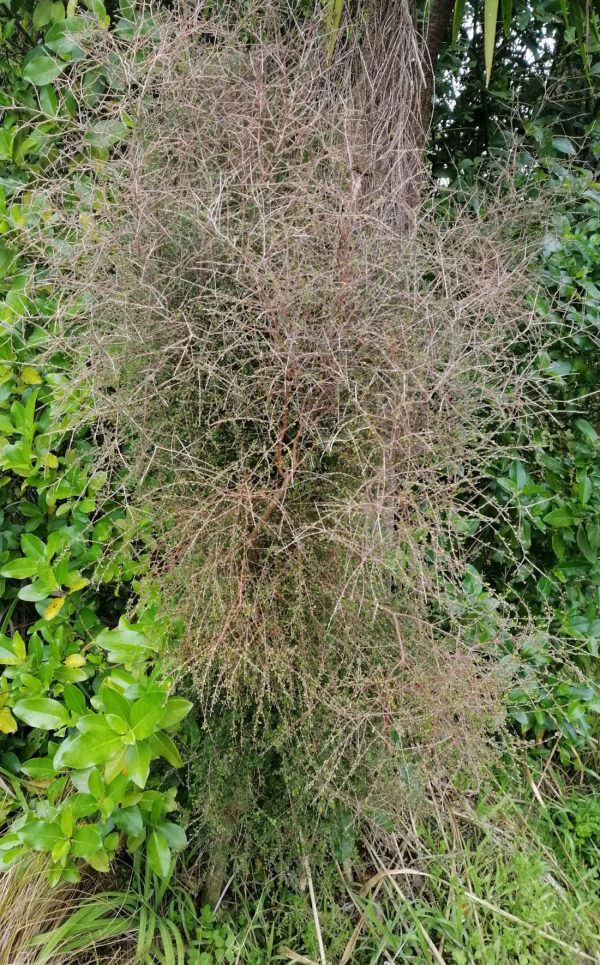 Coprosma virescens