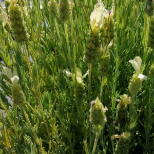 Lavandula stoechas 'Alba' (White Spanish Lavender)