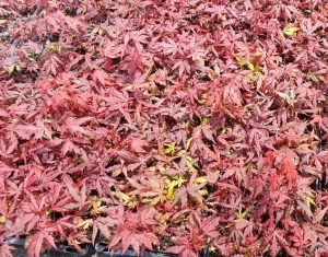 Acer palmatum Okagami. Japanese Maple