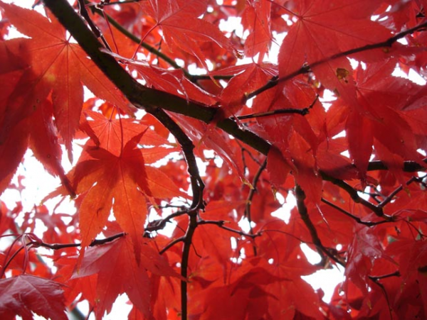 Acer palmatum Okagami.