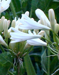 Agapanthus Finn