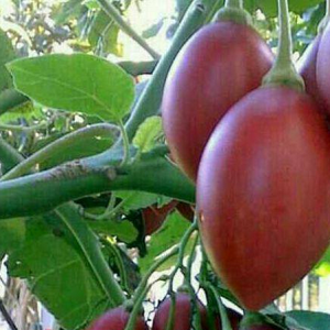 Red Tamarillo (Cyphomandra betacea)
