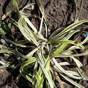 Liriope muscari Silver Ribbon