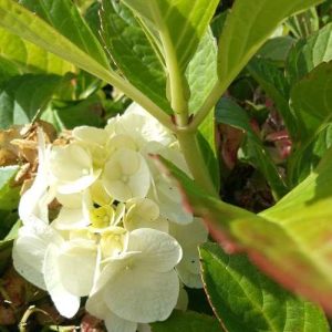 Hydrangea Princess Juliana.
