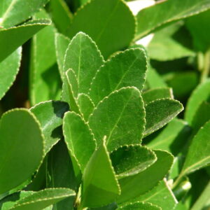 20 x Laurus nobilis. Bay Tree.  Aromaric Hedge