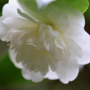Camellia sasanqua Silver Dollar