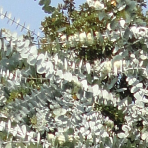 Eucalyptus pulverulenta Baby Blue